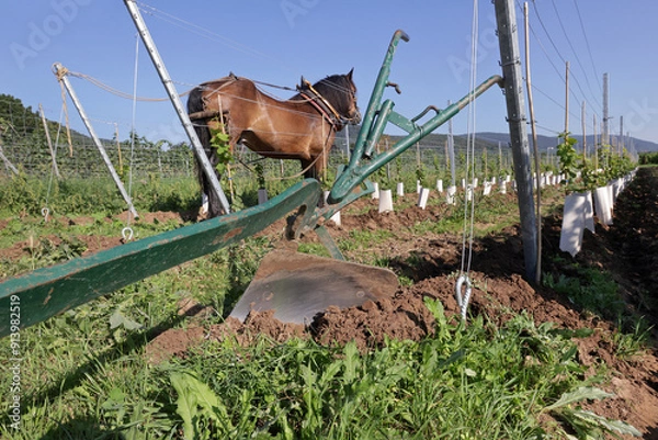 Fototapeta Work horse with a plough
