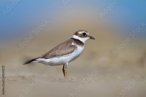 Fototapeta Common ringed plover or ringed plover (Charadrius hiaticula)