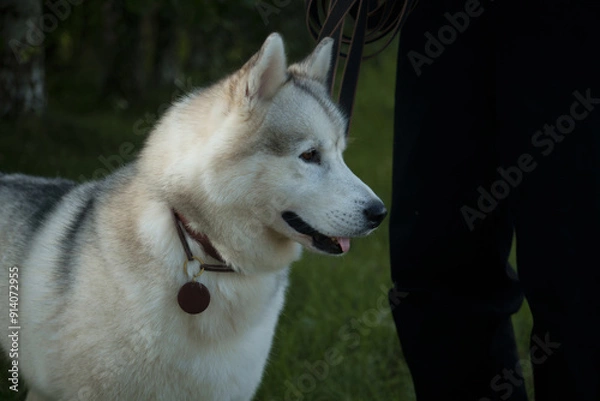 Obraz A beautiful husky on a leash with his owner. Dog training. Pets.