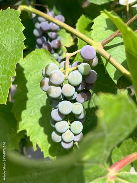 Fototapeta grapes hanging on a branch of grape bush