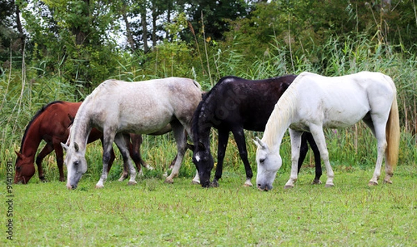 Fototapeta Beautiful purebred arabian horses grazing on pasture summertime