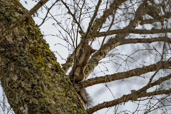 Fototapeta a squirrel jumps on a branch