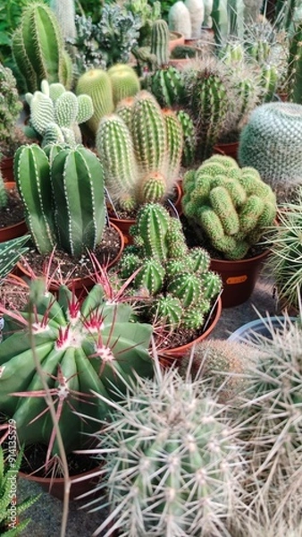 Obraz cactus