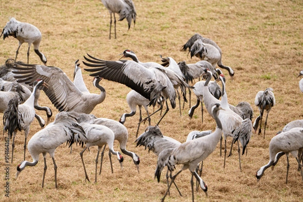 Obraz Group of cranes eating and fighting and standing around the lake