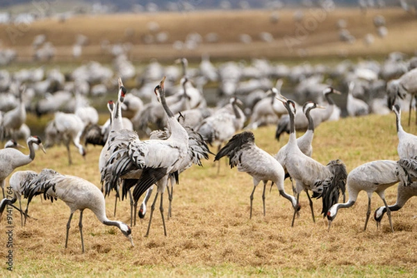 Fototapeta Group of cranes eating and fighting and standing around the lake