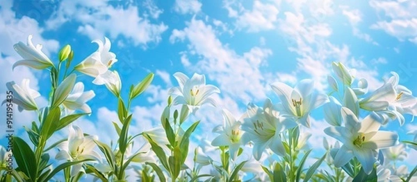 Fototapeta Copy space image featuring stunning white Madonna lilies blooming against a vivid blue sky