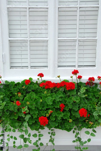 Obraz pelargonie na oknie