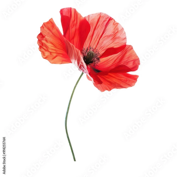 Fototapeta Vibrant red poppy flower with delicate petals, perfect for botanical designs and nature-themed projects. PNG transparent background.