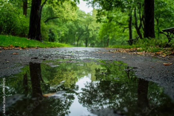 Fototapeta A tranquil park pathway reflecting trees and greenery after a gentle rain shower in the afternoon sunlight