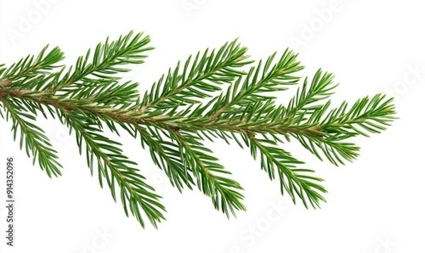 Fototapeta Bright green spruce branch is extending into the white space with its many needles. The branch is isolated on a pure white background