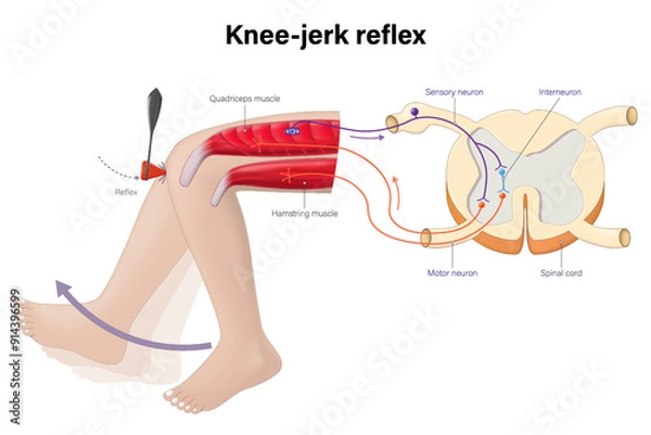 Fototapeta The knee-jerk reflex vector. Reflex action of the leg involves an involuntary response. Sensory neuron, motor neuron and interneuron.
