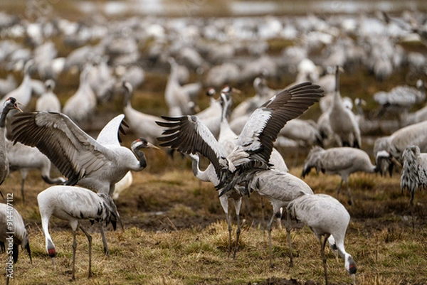 Obraz Swan, swans (Cygnus) flapping its wings, cranes (Grus grus) in the background