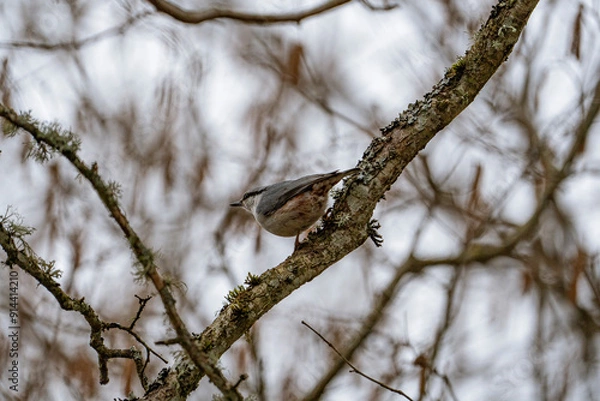 Fototapeta Nuthatch is sitting on a branch with moss