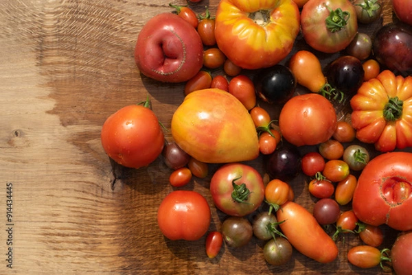 Fototapeta top view tomatoes in many shapes, sizes and colors  on wooden background. Home greenhouse grown vegetables full of different flavours.