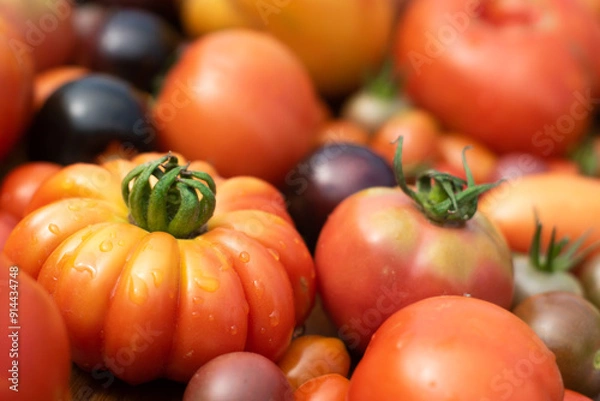 Fototapeta Self-grown garden tomatoes in many different varieties and colors, closeup with selective focus.