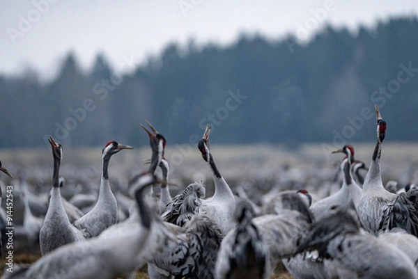 Fototapeta Group of cranes eating and fighting and standing around the lake