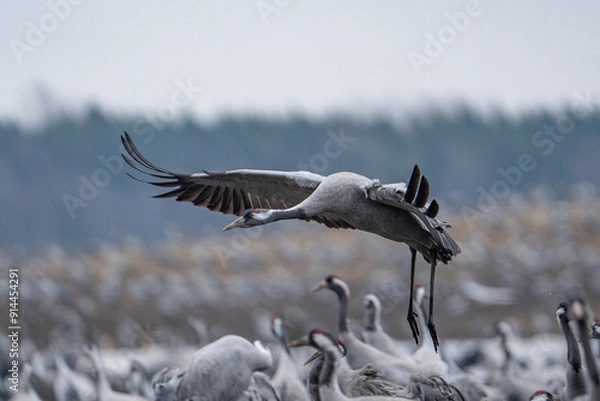 Fototapeta flying crane close up on landing approach