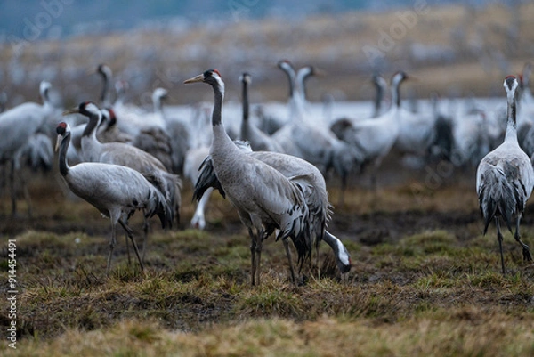 Fototapeta Group of cranes eating and fighting and standing around the lake