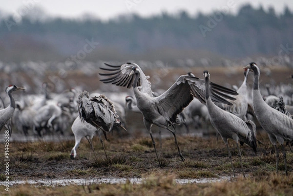 Fototapeta Cranes (grus grus) during a courtship dance and in the background a group of cranes eating and fighting and standing around the lake