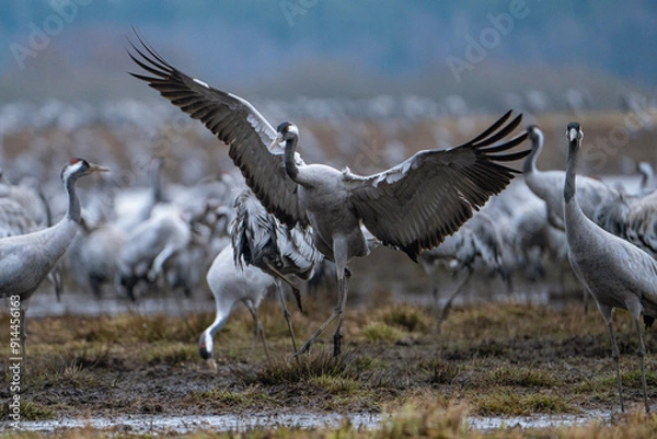 Fototapeta Cranes (grus grus) during a courtship dance and in the background a group of cranes eating and fighting and standing around the lake