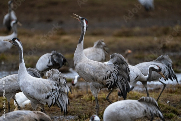Fototapeta Group of cranes eating and fighting and standing around the lake