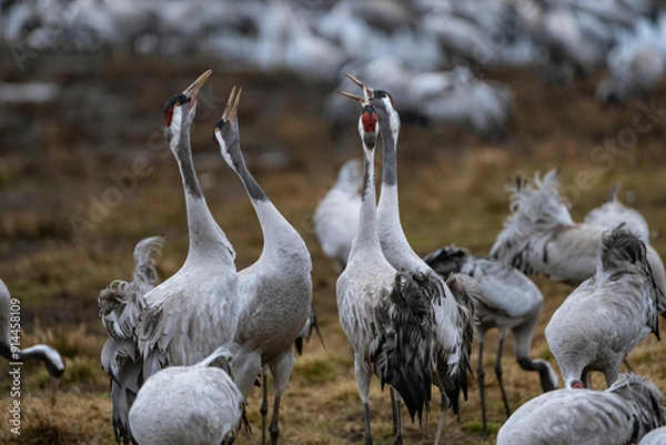 Fototapeta Group of cranes eating and fighting and standing around the lake