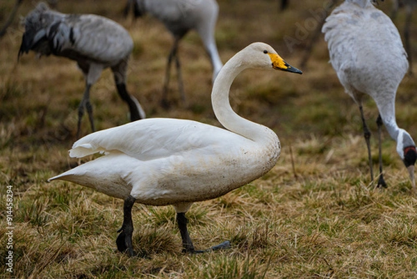 Fototapeta Swan, swans (Cygnus) flapping its wings, cranes (Grus grus) in the background