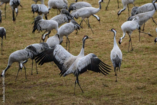 Fototapeta Cranes (grus grus) during a courtship dance and in the background a group of cranes eating and fighting and standing around the lake
