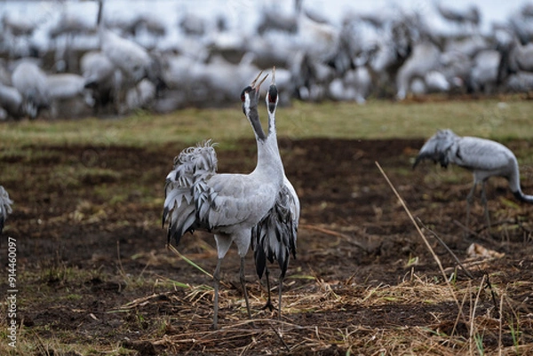 Fototapeta Group of cranes eating and fighting and standing around the lake