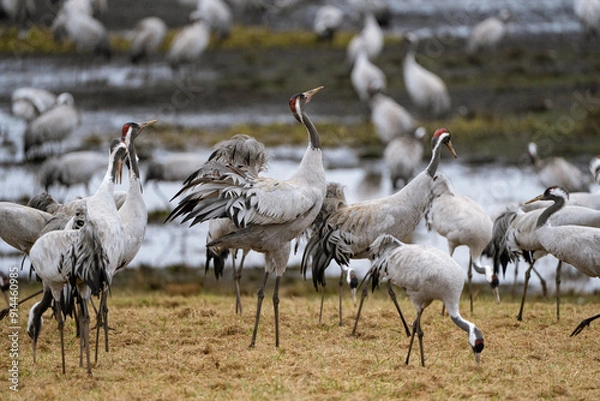 Fototapeta Group of cranes eating and fighting and standing around the lake