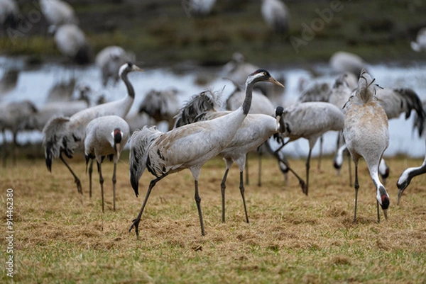 Fototapeta Group of cranes eating and fighting and standing around the lake