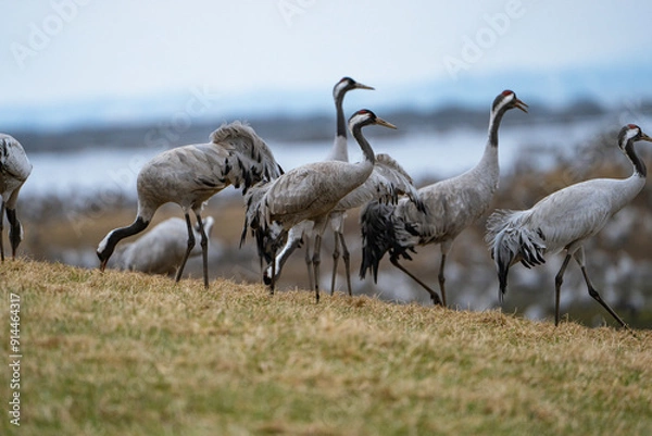 Fototapeta Group of cranes eating and fighting and standing around the lake