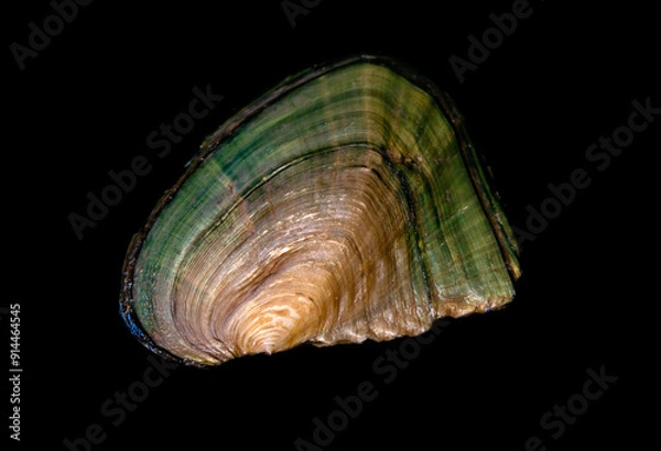 Obraz clam shell on black background