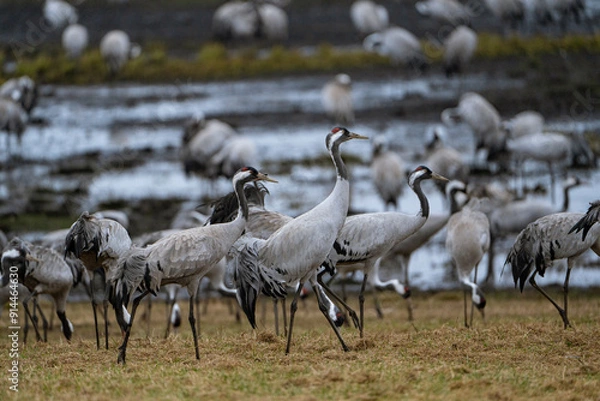 Fototapeta Group of cranes eating and fighting and standing around the lake