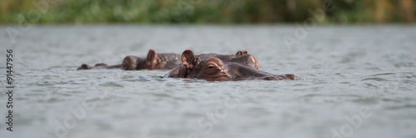 Fototapeta Two hippos showing only heads above water