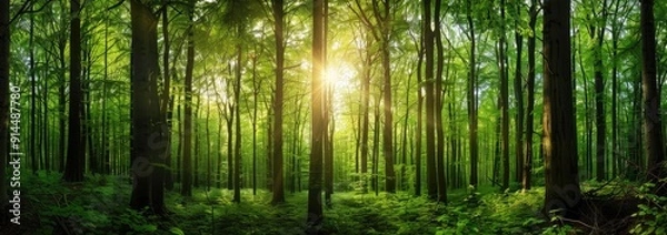 Obraz Sunlight Streaming Through a Lush Green Forest