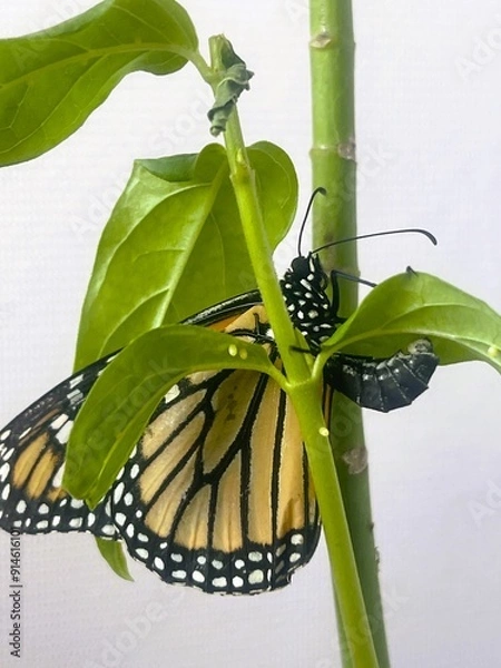 Obraz Butterfly Laying Egg