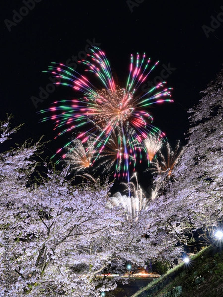 Fototapeta 桜と花火