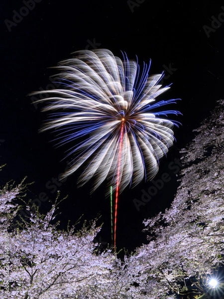 Fototapeta 桜と花火
