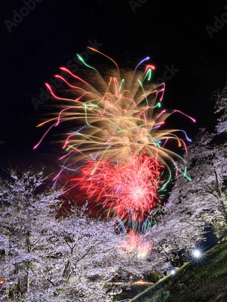 Fototapeta 桜と花火