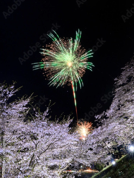 Fototapeta 桜と花火