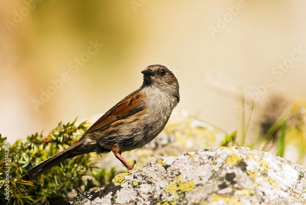 Obraz Bergpieper (Anthus Spinoletta)
