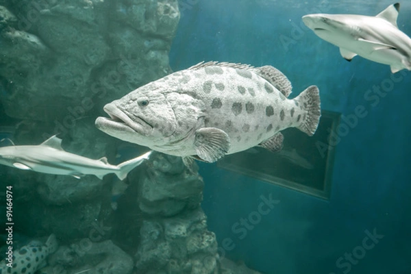 Obraz Brown spotted grouper