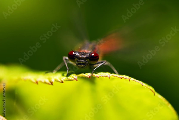 Fototapeta Libelle, klein