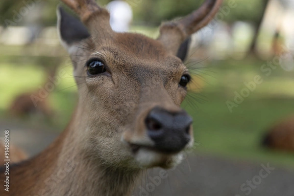 Obraz Deer in Nara Deer Park