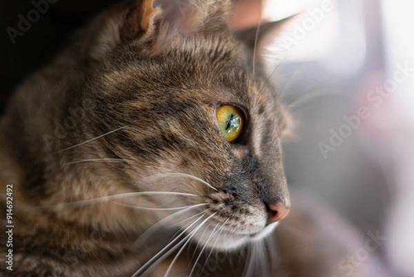 Obraz rostro de felino domestico, gato color marron y gris 