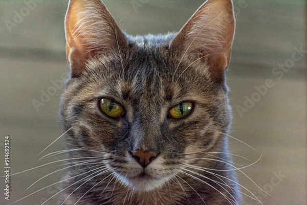 Obraz mirada directa de felino domestico, gato color marron y gris con mirada agresiva 
