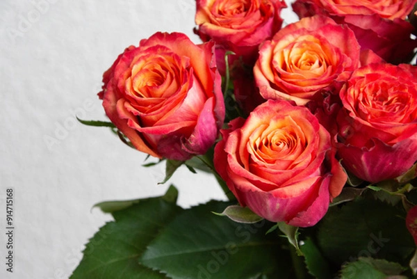 Fototapeta グラデーションカラーのバラ