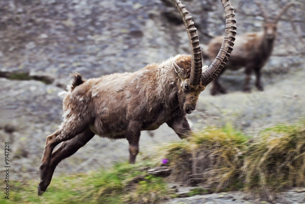 Obraz Rangkaempfe der Steinboecke