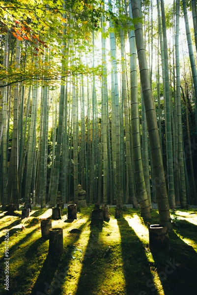 Obraz 京都の竹林「